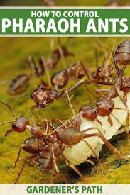 how to eradicate invasive pharaoh ants