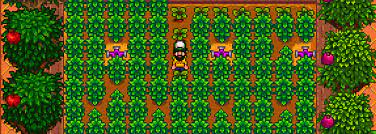 23 x 4 = 92, so each coffee plant will give you 92 beans. Most Profitable Cash Crops In Stardew Valley Hrothmar