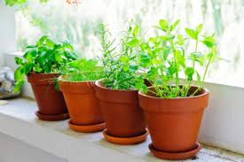 Tips For Creating Your Own Herb Garden