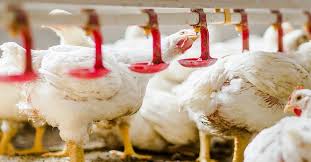 Heat Stress In Poultry Biostrong Comfort Stay Cool With