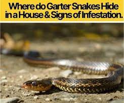 where do garter snakes hide in a house