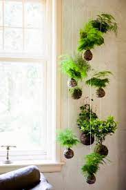 Wall Hanging Plant Decor Ideas