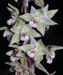 Epipactis purpurata - Wikipedia