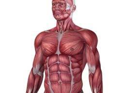 11 Functions Of The Muscular System Diagrams Facts And