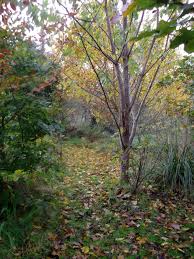 14+ listes de bushy autumn tree merge dragons: Autumn Bealtaine Cottage Ireland