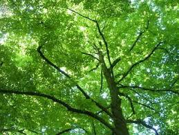 free green tree images pictures and