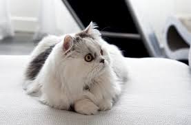 Curious about the munchkin cat breeds? Minuet Cat Wikipedia