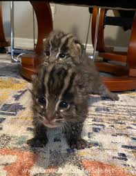 This cat has had somewhat recent surgery on its. Fishing Cat Kittens For Sale
