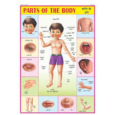 Body Parts Name Chart