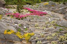 Cultivating Alpine Plants For Rock