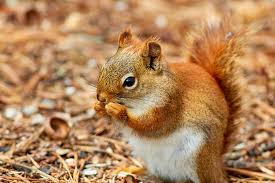 the best food to feed a baby squirrel