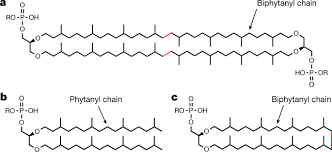 tetraether lipid synthase