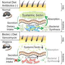 intestinal dysbiosis and biotin