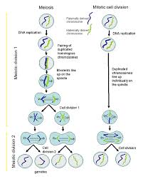 20 Awesome Metaphase Of Mitosis Diagram