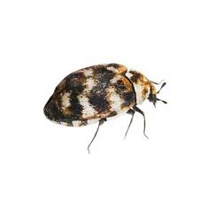 varied carpet beetle identification