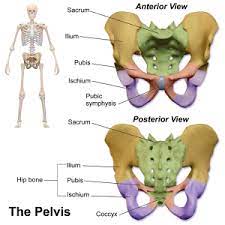 Pelvic skeleton includes two hip bones, sacrum and coccyx. Anatomy Of The Pelvic Girdle Physiopedia