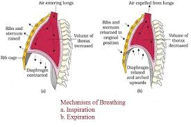 Mechanism Of Breathing Microbiology Notes