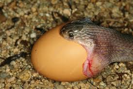 Egg-eating Snake swallowing chicken egg - Stock Image - Z785/0271 - Science  Photo Library