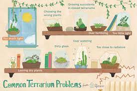 terrarium care and tips 10 mistakes to