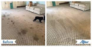 carpet cleaning carmel valley great