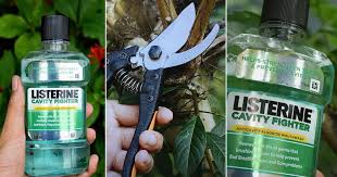 amazing listerine uses in garden that