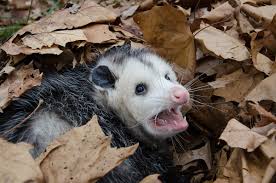 get rid of possums in your home or yard