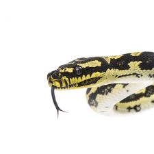 carpet python care morelia spilota