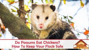 How many hours a day do possums sleep. Do Possums Eat Chickens How To Keep Your Flock Safe The Happy Chicken Coop