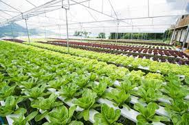 The greenhouse opens up much wider possibilities for growing many vegetables and other crop plants, either out of season or types which otherwise simply could not be grown. Hydroponic Vegetables Growing In Greenhouse Vegetables Non Toxic Stock Photo Picture And Royalty Free Image Image 64988787