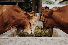 farm cattle nutrition wikifarmer