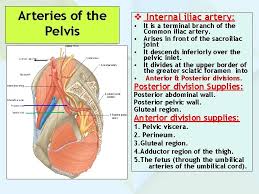 We did not find results for: Anatomy Of The Pelvis Prof Saeed Abuel Makarem