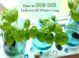 grow basil indoors without dirt all