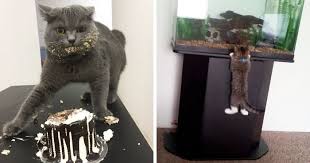 Why do cats steal things? 236 Times Pets Were Caught Red Handed Bored Panda