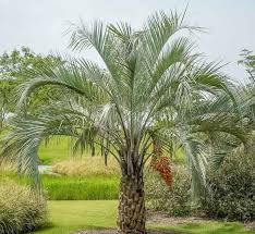 Butia capitata (Jelly Palm)