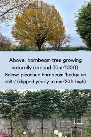 Best Trees For Small Gardens Expert
