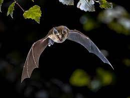 Why Diy Bat Removal Methods Don T Work