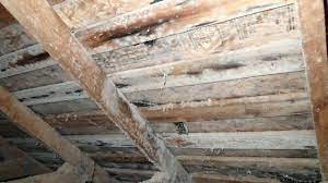 Other indicators of mold problems include cracked or peeling paint, discoloration, recurrent black streaks, bulging and/or a musty, damp smell. How To Get Rid Of White Mold On Wood Plants Basement