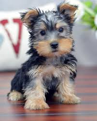 The silky poo commonly known as poolky is a cross between the australian silky terrier and the one can buy puppies from a reputed seller, also random veterinarian checks will keep them healthy. Australian Silky Terrier Puppy Dog Silky Terrier Australian Silky Terrier Toy Dog Breeds