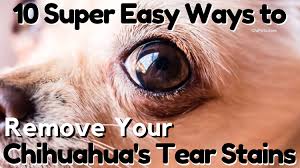 remove your chihuahua s tear stains
