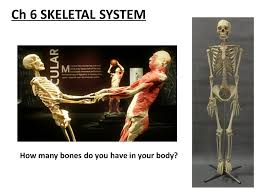 The human body does have 206 bones, however, if the sternum is counted as three then the human body would have 208 bones. Ch 6 Skeletal System How Many Bones Do You Have In Your Body Ppt Video Online Download