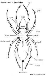 I made this basic guide for male and female body proportions according to andrew loomis () for myself, but perhaps someone. Araneae Spiders