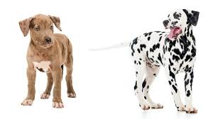 Is The Dalmatian Pitbull Mix The Right Pet For Me