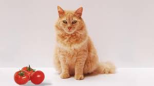 1.8 what foods are cats not allowed to eat; Can Cats Eat Tomatoes Toxic Parts In A Tomato Plant For Cats Petmoo
