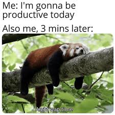 10 red panda memes because they re cute