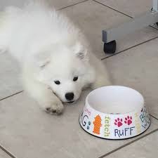 The Best Dog Food For Samoyed Puppies Adults And Seniors