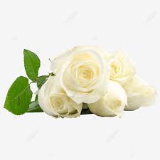 beautiful white rose plant flower