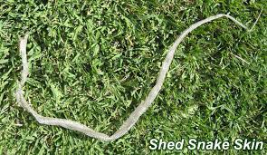 Shed Snake Skin Identification