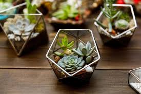 Indoor Succulent Garden Ideas