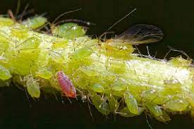 How to Identify and Get Rid of Aphids (2023)