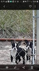 Maybe you would like to learn more about one of these? Boston Terrier Puppies 600 Lincolnton Garden Items For Sale Charlotte Nc Shoppok